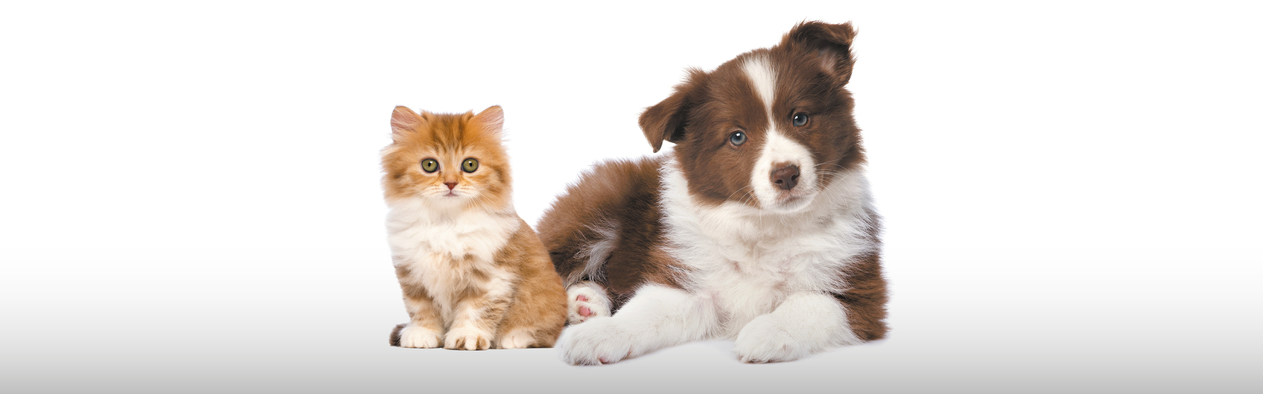 Chien chat assis