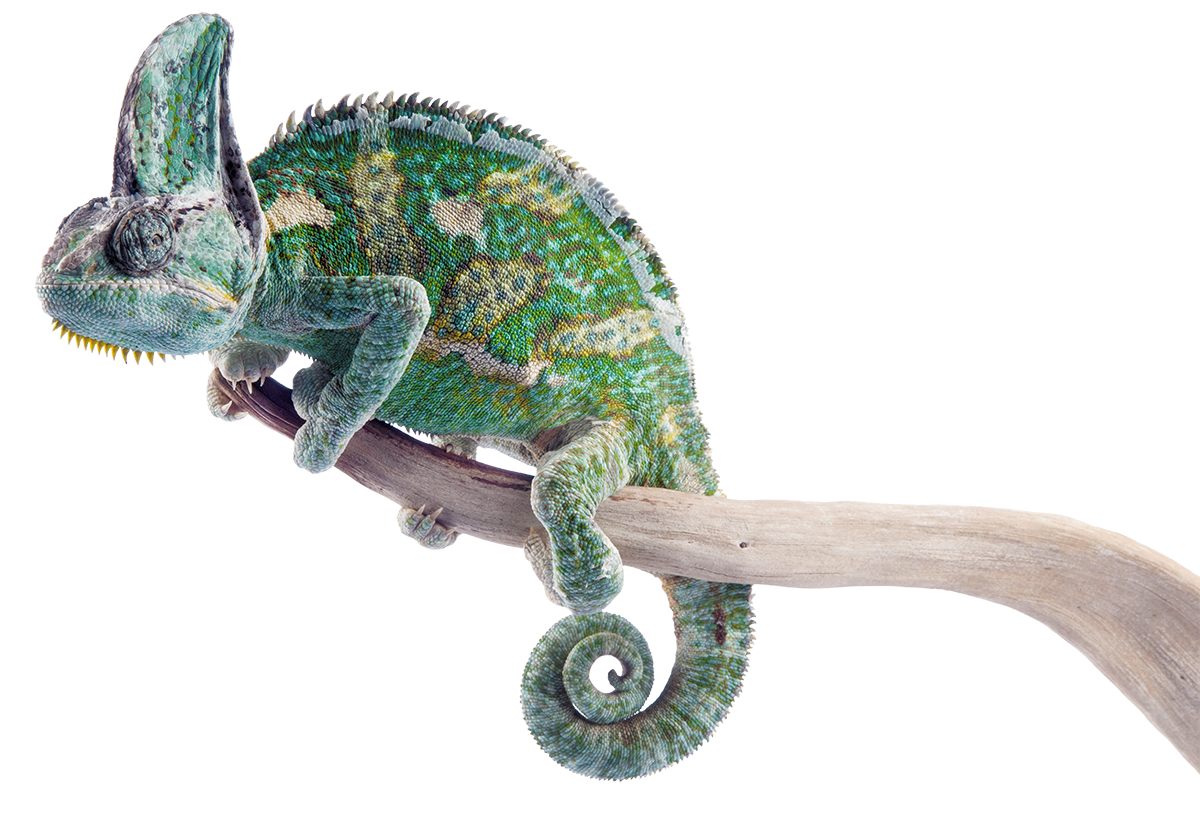 cameleon